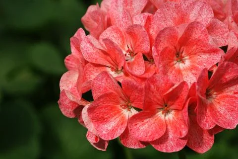 Pink Geranium Flower Stock Photos