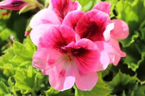 Pink geranium flower Stock Photos
