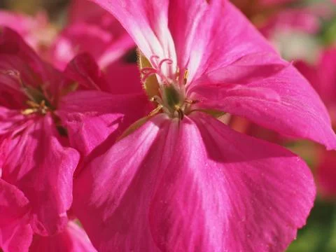 Pink geranium flower Stock Photos
