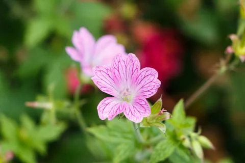 Pink geranium flower Stock Photos