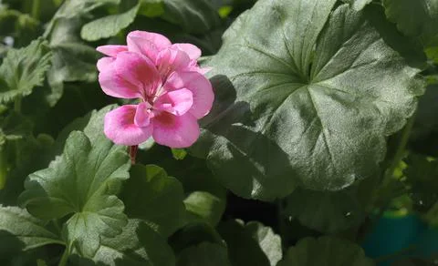 Pink geranium flower. Stock Photos