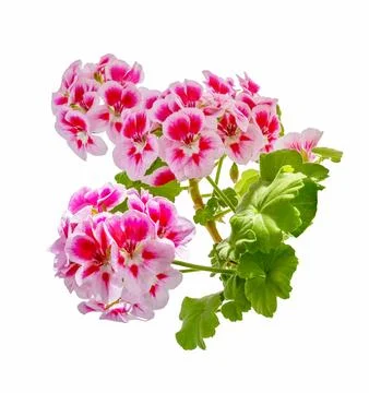 Pink geranium flower Foto stock