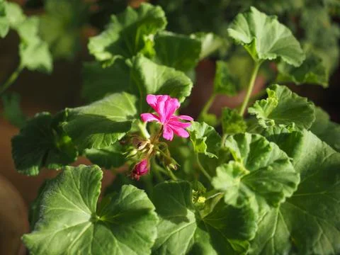 Pink geranium flower Stock Photos