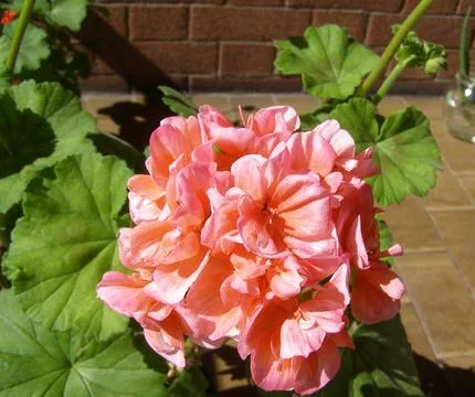 Pink geranium flower Stock-Fotos