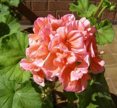 Pink geranium flower Stock Photos