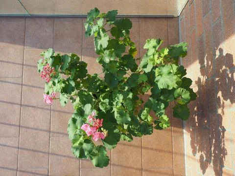 Pink geranium flower Stock Photos