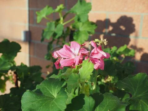 Pink geranium flower Stock Photos
