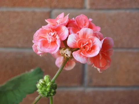 Pink geranium flower Stock Photos