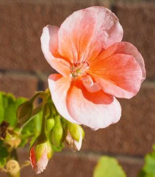 Pink Geranium flower Foto stock