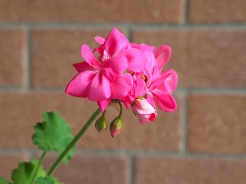 Pink Geranium flower Stock Photos