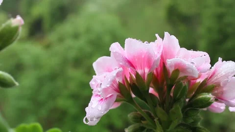 Pink geranium flower under rain Stock Footage 135659395