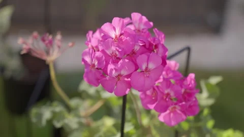 Pink geranium flowers bloom with blurred outdoor background Stock Footage 339362516