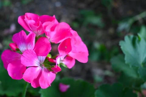 Pink geranium flowers in bloom Stockfoto's