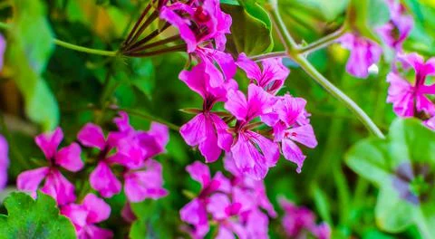 Pink geranium flowers close up Stock Photos