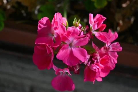 Pink geranium flowers in close-up Photos