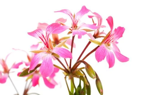 Pink geranium flowers in closeup Stock Photos