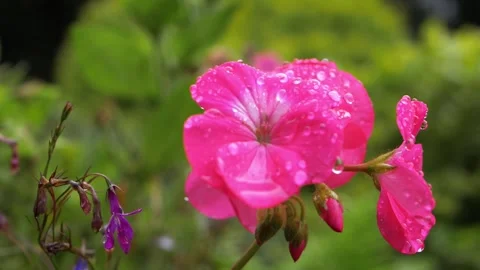 Pink Geranium flowers in full bloom Video stock 160399122