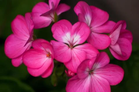 Pink Geranium Flowers 写真素材