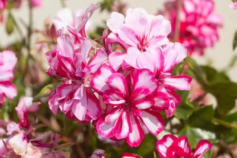 Pink geranium flowers Stock Photos