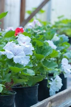 Pink geranium flowers. Stock Photos