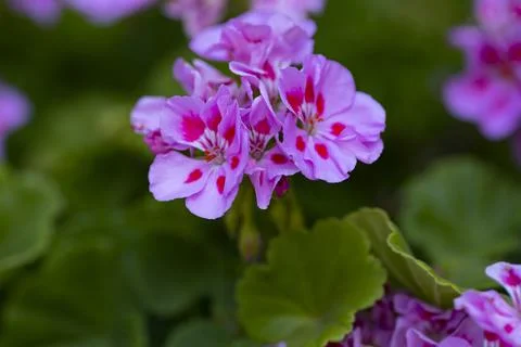 Pink geranium flowers Stock Photos