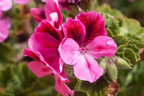 Pink geranium flowers Stock Photos