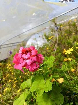 Pink Geranium Flowers Foto stock