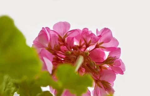 Pink geranium inflorescence. Bottom view. Light background. Stock Photos