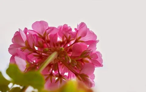 Pink geranium inflorescence. Bottom view. Light background. Stock Photos
