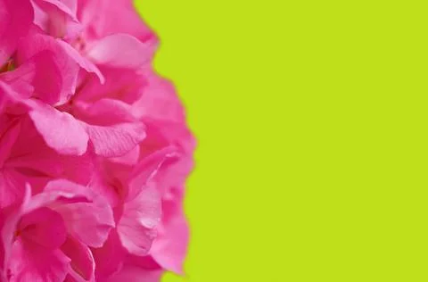 Pink geranium inflorescence close-up on a light green background Stock Photos