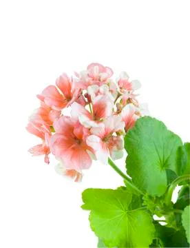 Pink geranium Stock Photos