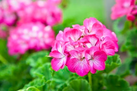 Pink geranium Stock Photos