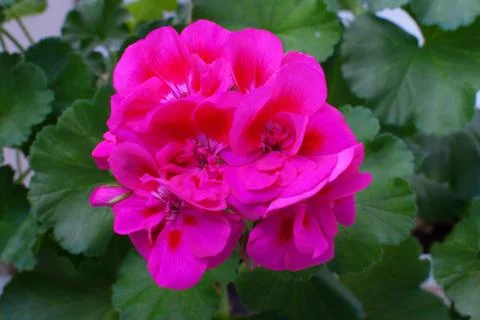 Pink geranium Stock Photos
