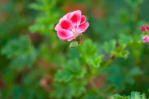 Pink Geranium Foto stock