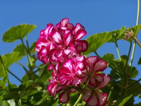 Pink geranium Stock Photos