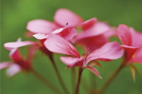Pink geranium Stock Photos