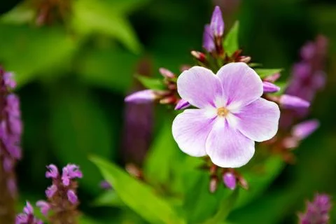 Pink geranium Stock Photos