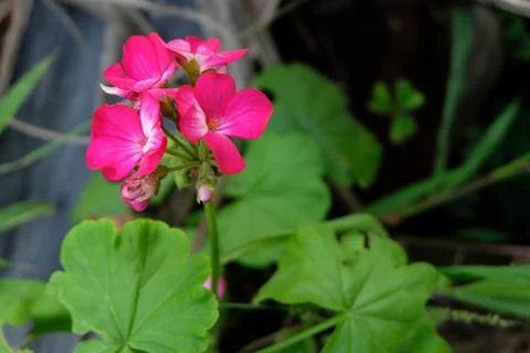 Pink geranium Stock Photos