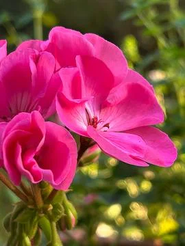 Pink geranium Stock Photos