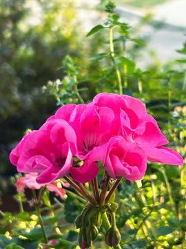 Pink geranium Stock Photos