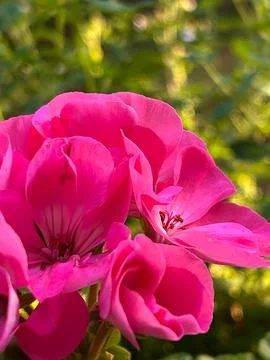 Pink geranium Stock Photos