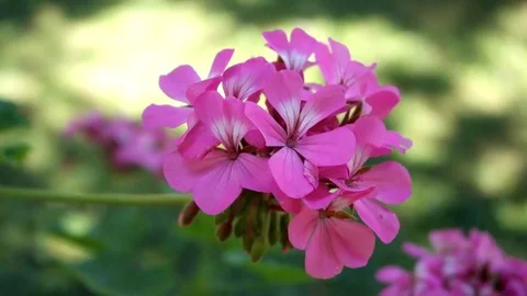 Pink geranium swirled by the wind Video stock 85419104