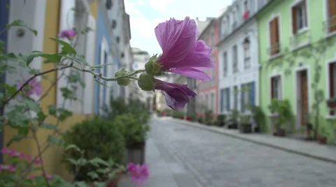 Pink geranium on a windy day Stock Footage 50375521