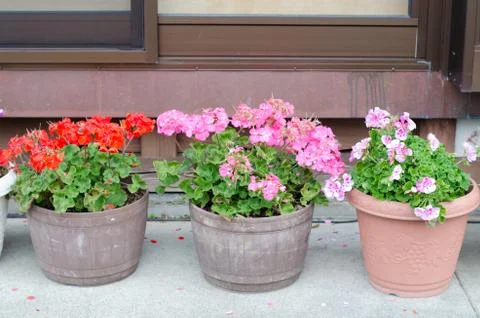 Pink geraniums blooming Stock Photos
