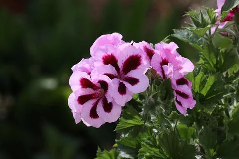Pink geraniums in garden in spring - spring flower Foto stock