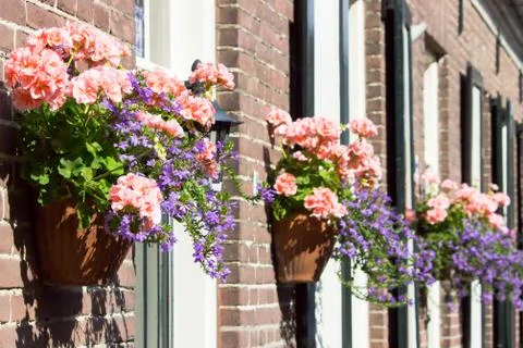 Pink geraniums hanging at facade Stock Photos