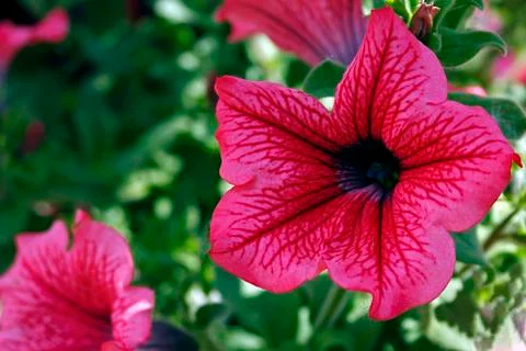 Pink geraniums Stock Photos