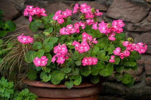 Pink Geraniums in Planter Stock Photos
