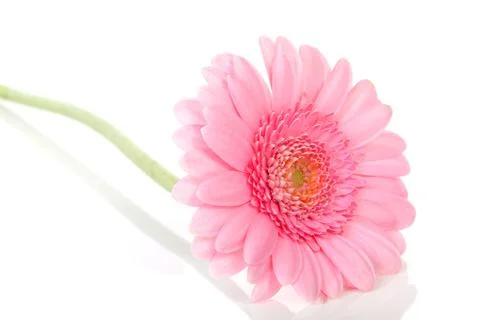 Pink gerber flower Foto stock