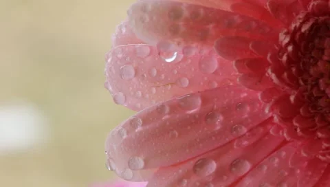 Pink Gerber Stock Footage 2474562